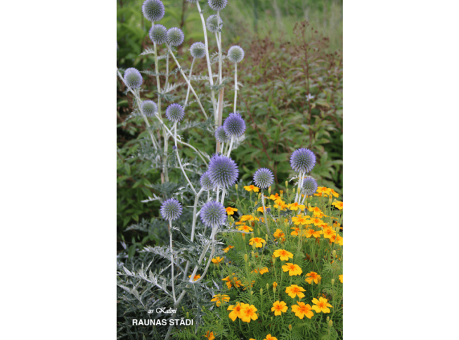 Echinops ritro ssp. ruthenicus   'Platinum Blue'